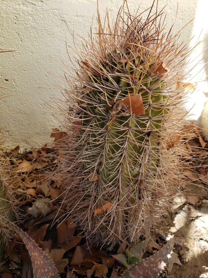 Casa Cactus Cafayate Hotell Exteriör bild